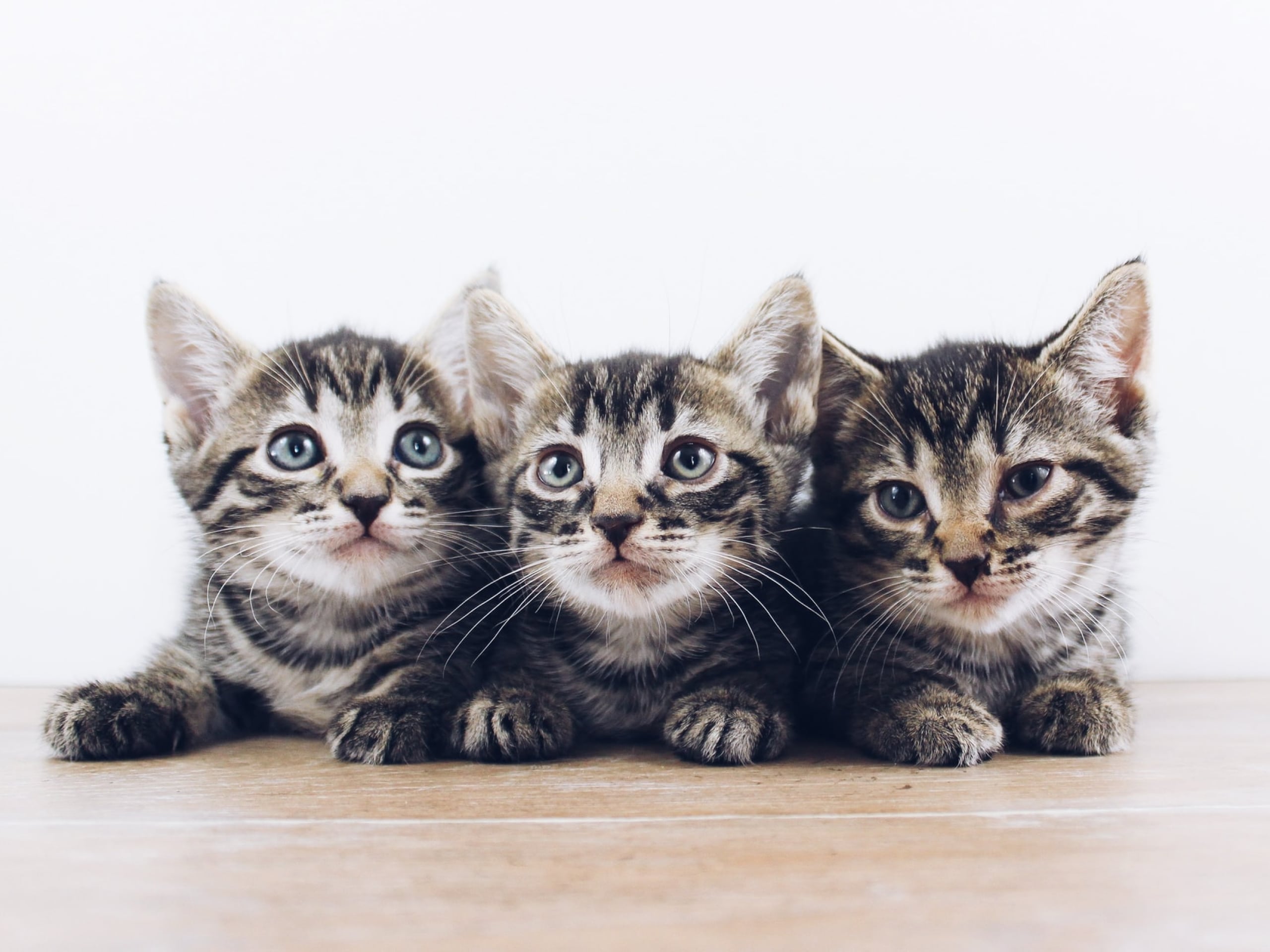 When do kittens’ eyes change color?